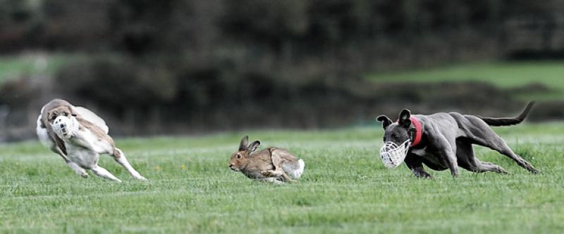 Government entitled to delist coursing as permitted activity during current covid19 restrictions