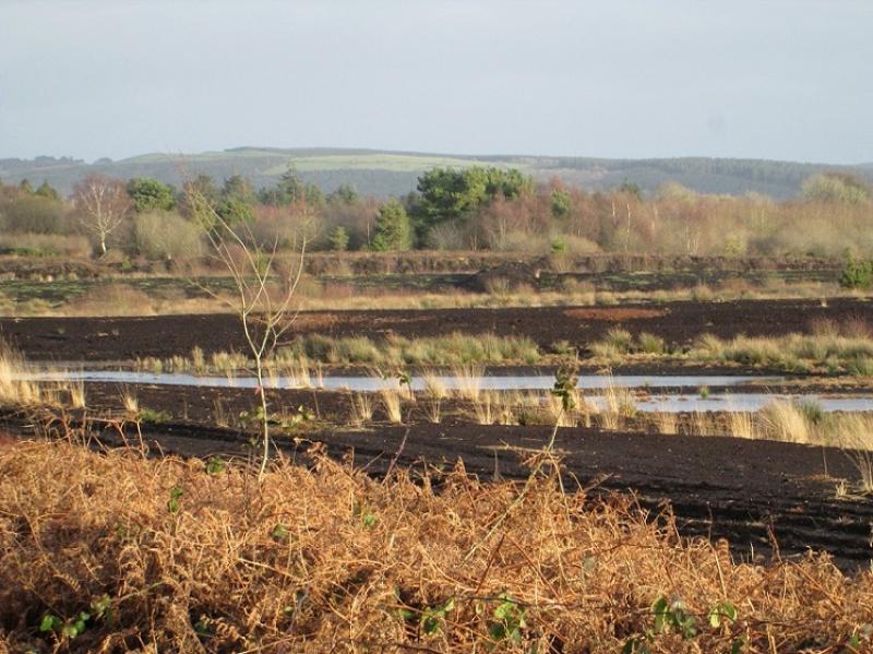 The island of Derrynabron near Derrynaflan in Co Tipperary