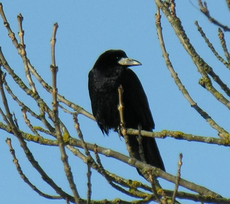 Albert Nolan column: The life of Spring Rooks - Tipperary Live