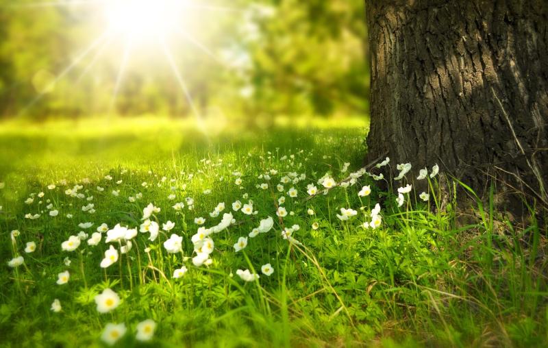 Gardening with James Vaughan: Grass seed or grass turf?