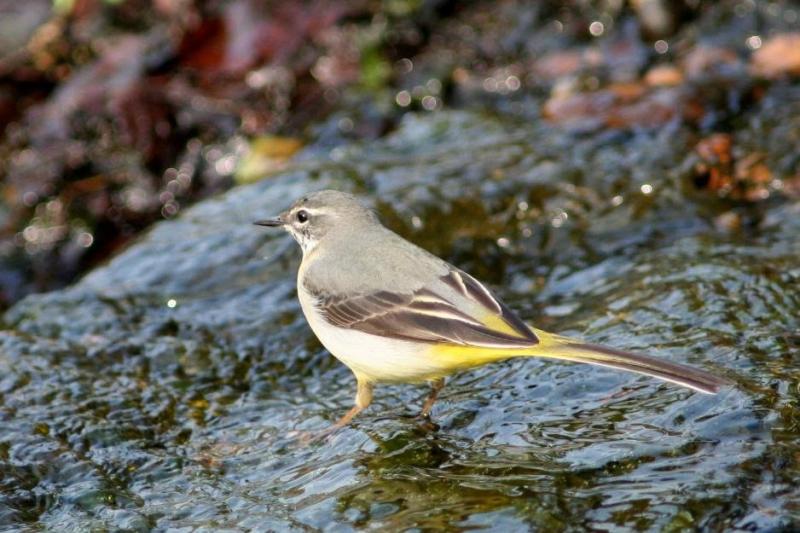 Albert Nolan: Exploring the wild side of Tipperary town