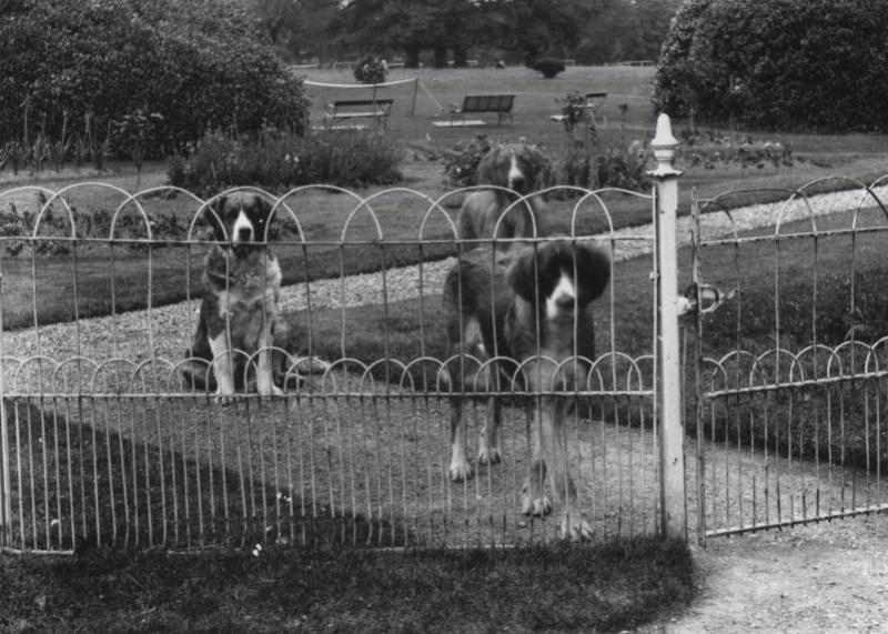 Did you family own a dog during the War of Independence?