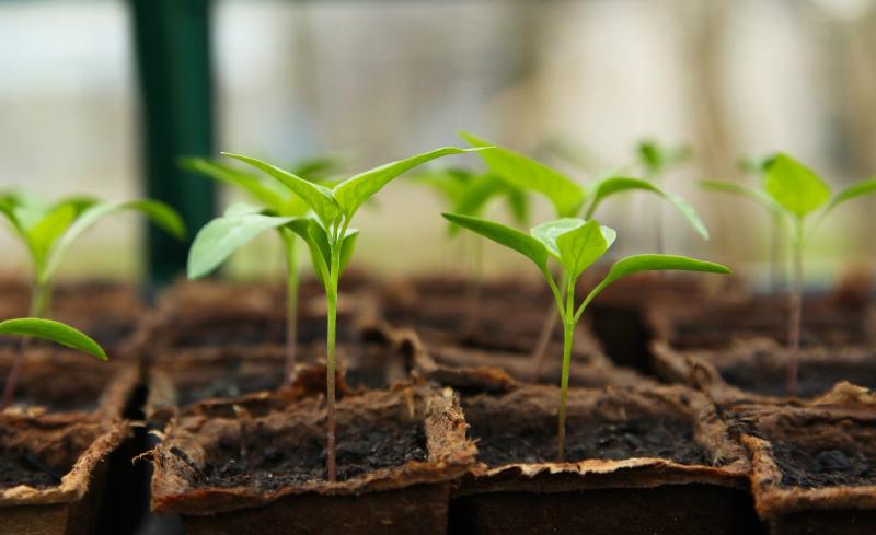 Gardening with James Vaughan: Feed plants to help them thrive