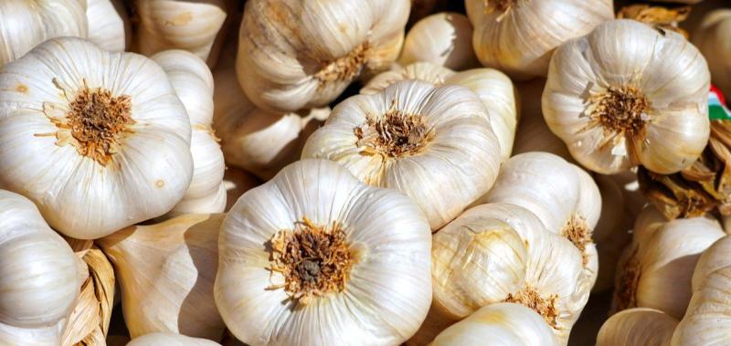 Garlic