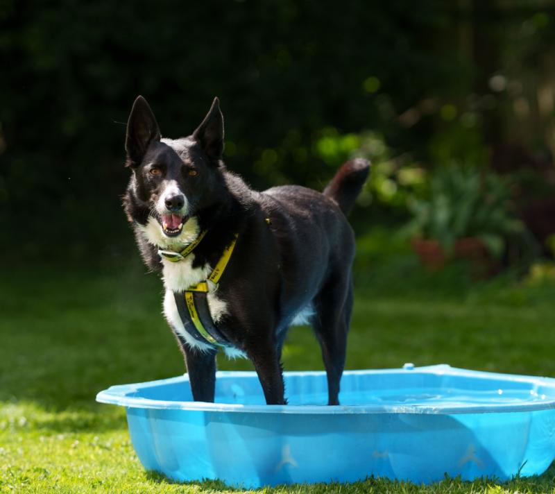 Dogs Trust Ireland