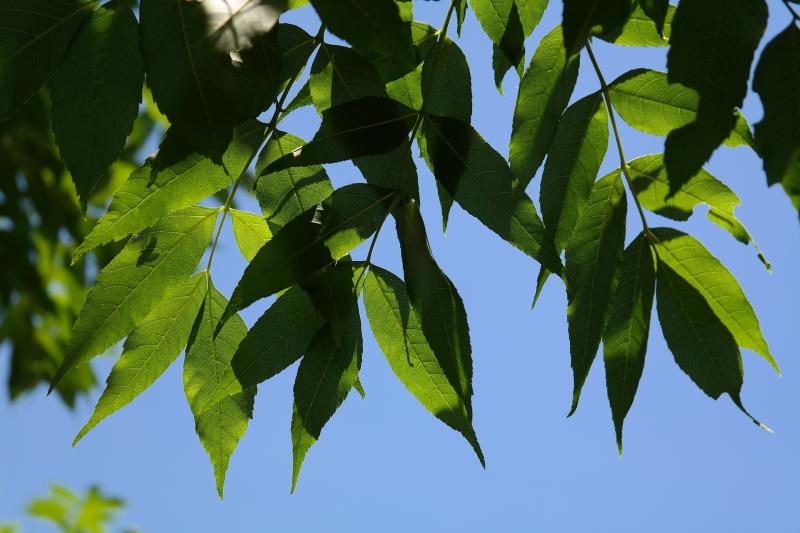 Tipperary council to issue notices to landowners over trees hit by Ash Dieback disease