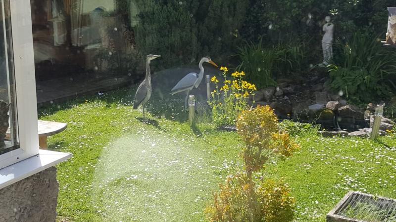 Great excitement as friendly heron gets his bearings a little mixed up in Tipperary 