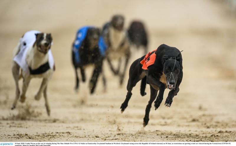 All of last week's Midlands greyhound racing news 