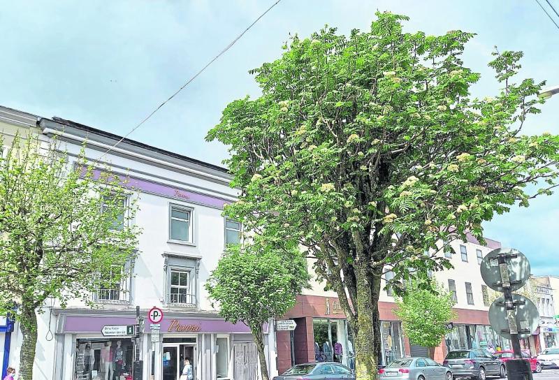 Environmental groups continue bid to save Clonmel town centre trees
