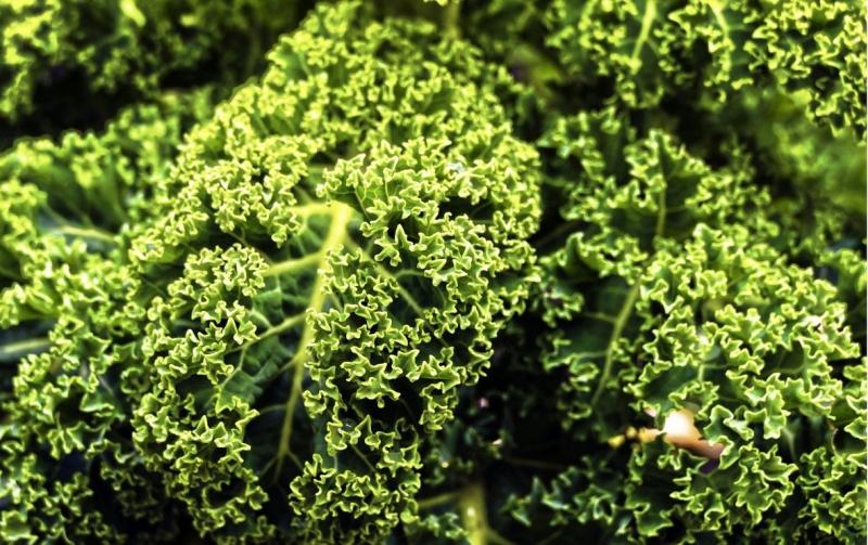 Tipperary farmers urged to look at kale as alternative winter feed