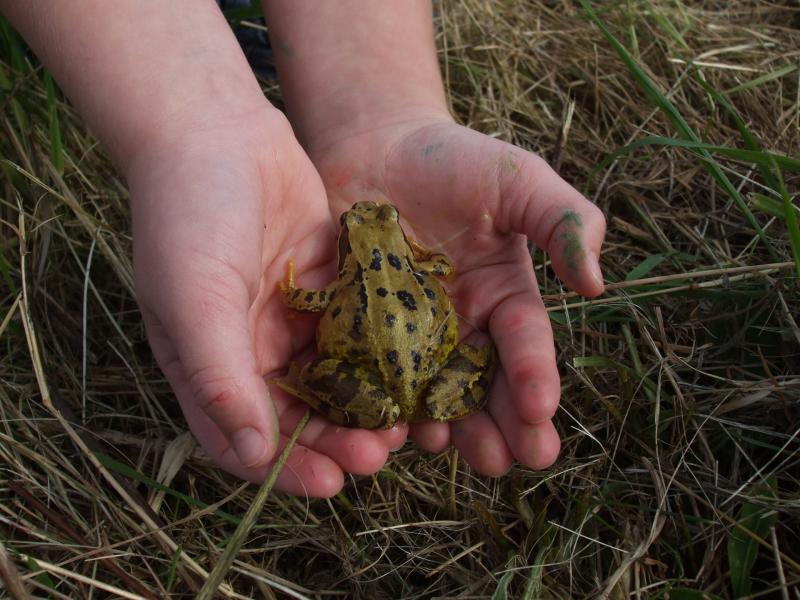 In the 100 years up to 2011, Tipperary has lost 45% of its farm ponds -frogs may also be adversely affected by global warming.