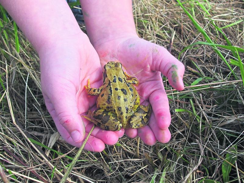 The common frog and Cabragh Wetlands 