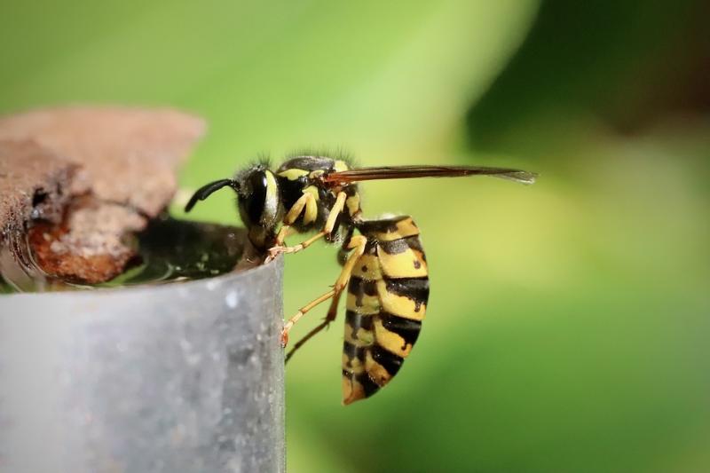 Wasp PIXABAY