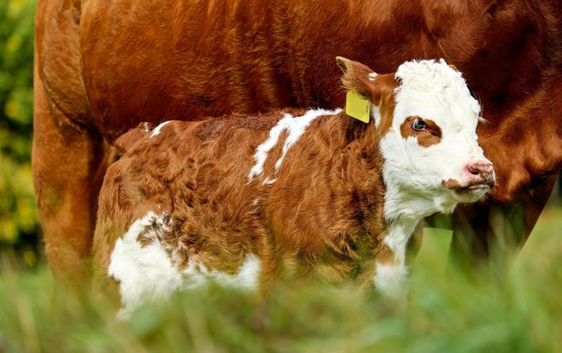 Tipperary farmers advised autumn calving has its advantages