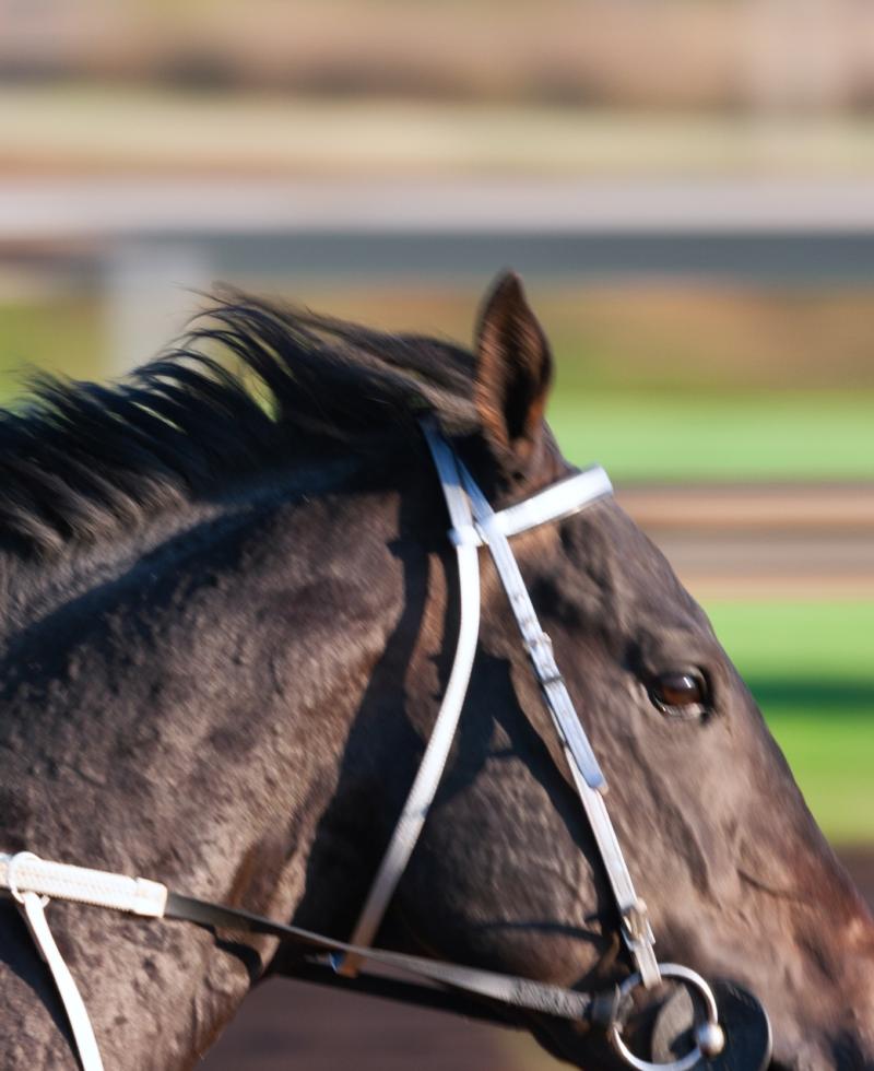 Horse racing image