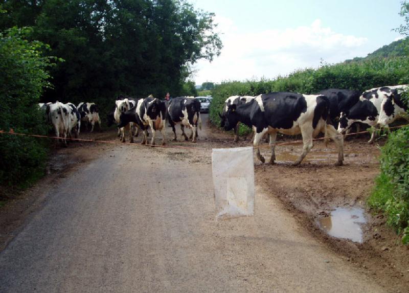 Cows killed by motorist on N7 outside Nenagh