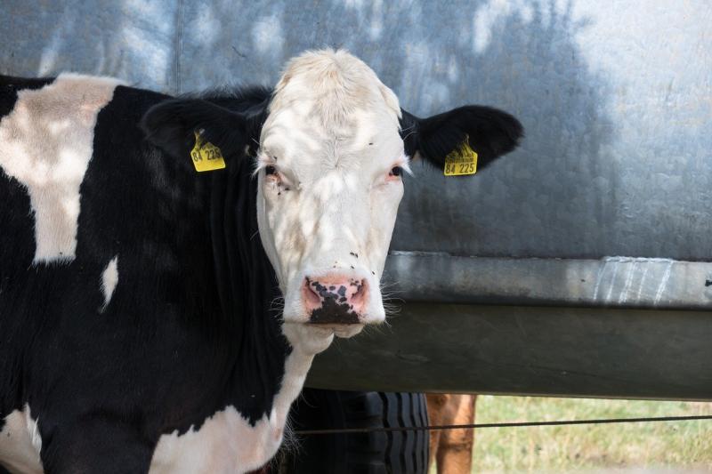 'Change is coming' - Irish MEP says standards for live exports must improve