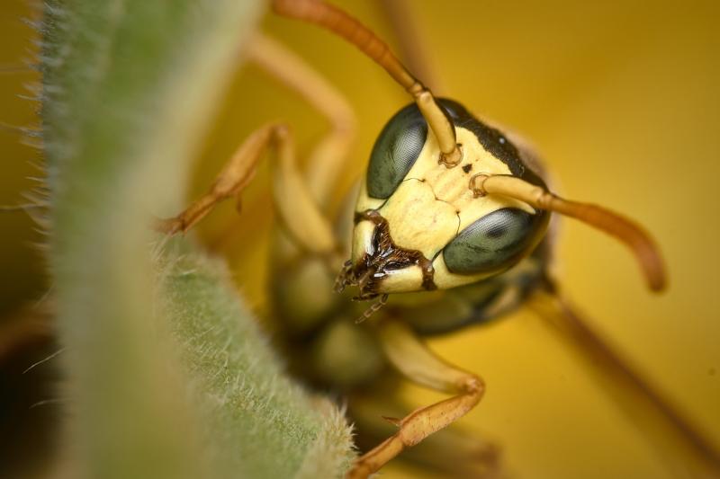 Rentokil reports 83% increase in wasp callouts in 2021