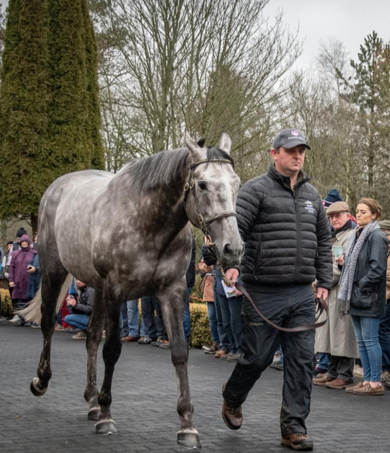 Tipperary stud included on the Irish Stallion Trail in January 