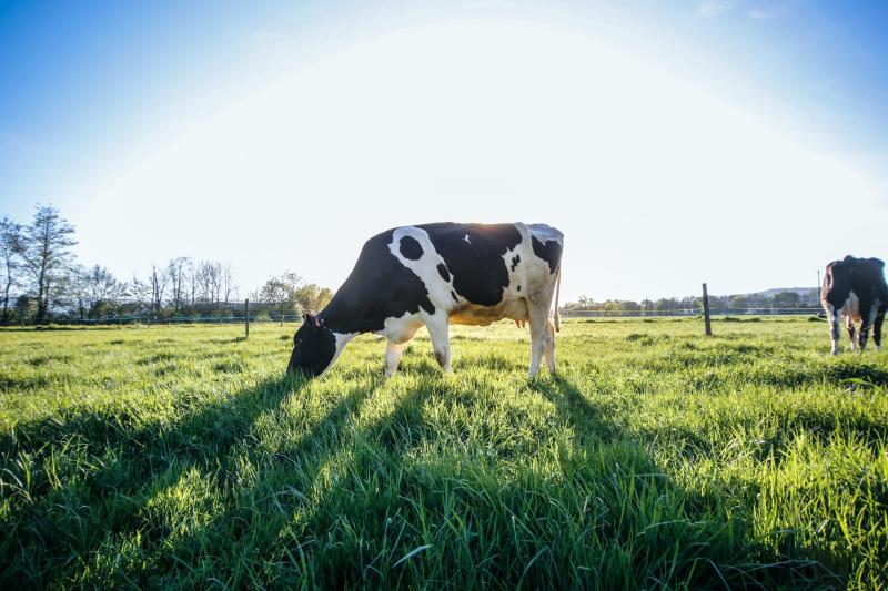 Funding announced to help food producers diversify and develop post Brexit 