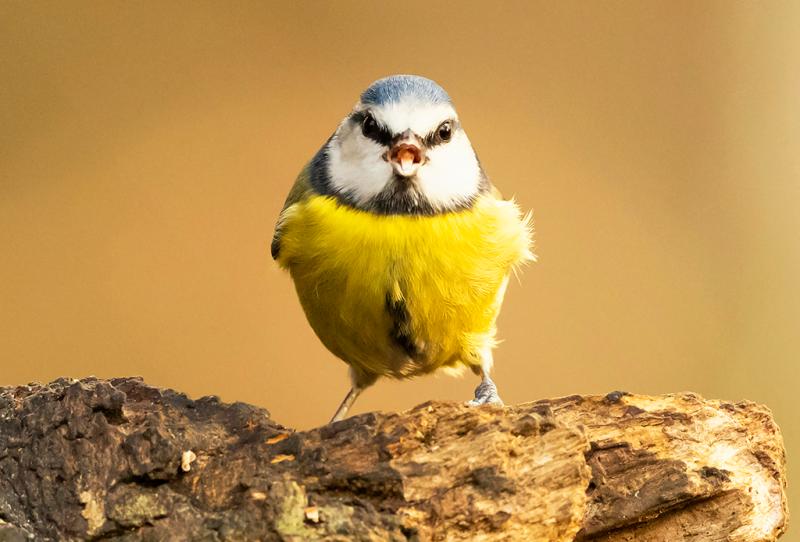 Tipperary people will be more chirpy if they feed the birds this winter