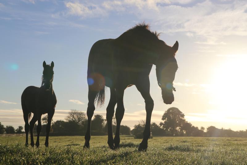 Ireland’s iconic equine heritage at the heart of new Fáilte Ireland Thoroughbred Country Development Plan