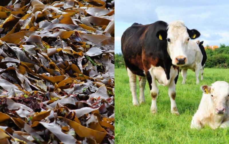 Tests to find if seaweed can cut methane in cow burps