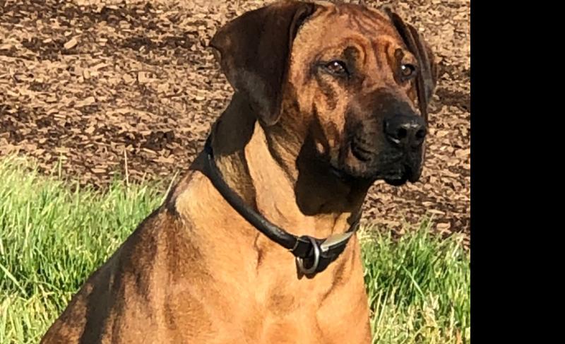Beloved family pet  Bella found after an eleven week search in the Fethard area