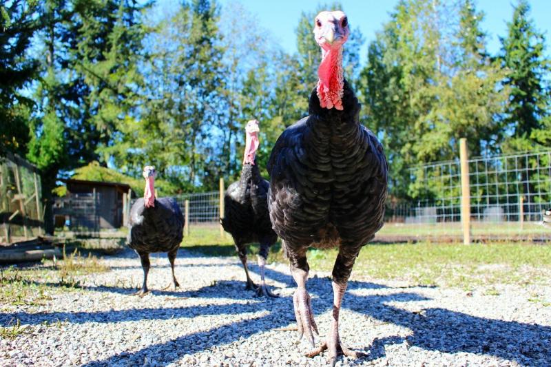 Bird flu reported in Monaghan after samples from turkey flock test positive