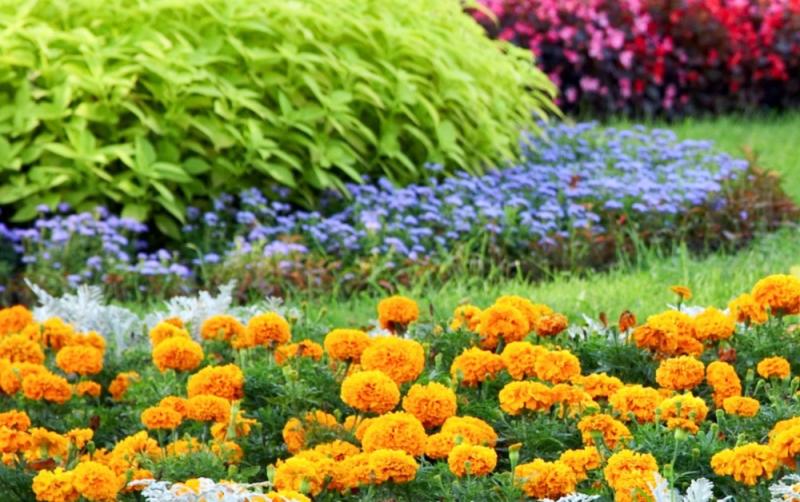 Growing garden flowers - What you need to know in association with Garden Seeds Market