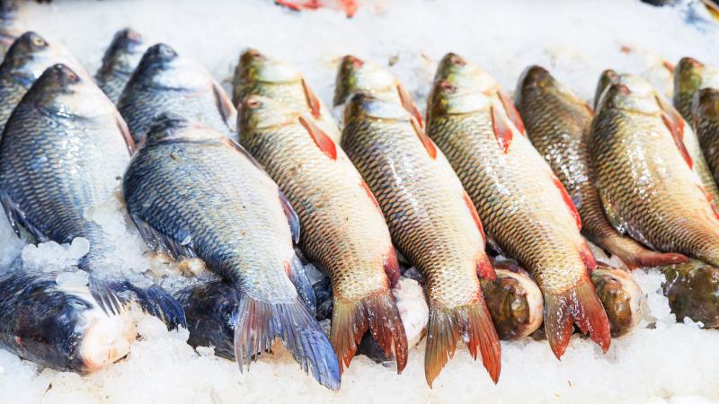 Molecule in fish can protect and improve cognitive function, study suggests