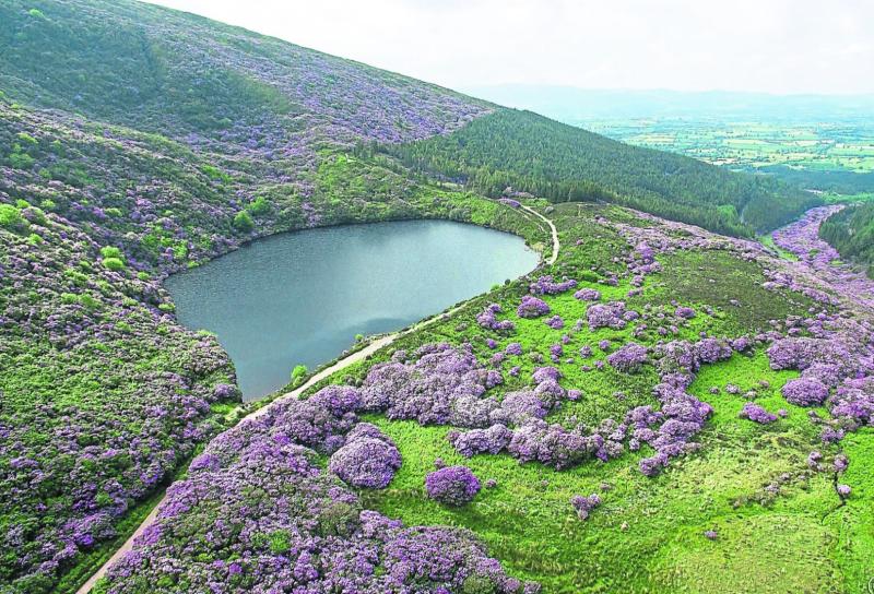 Picturesque Tipperary lake lit up for Christmas - why not visit and support a good cause too