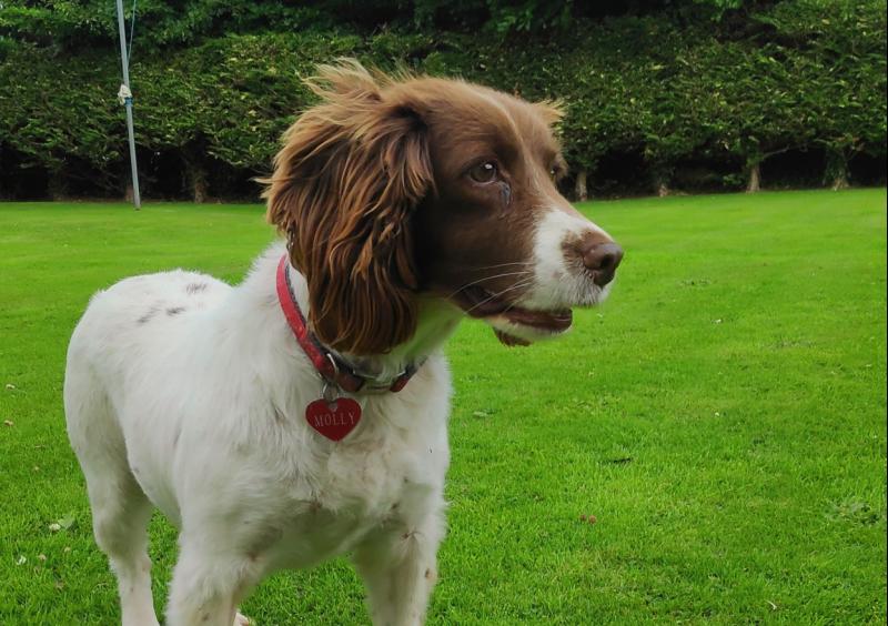 Documentary about Missing Tipperary dog Molly to air on the BBC tomorrow