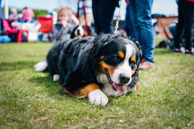 Garden fete and dog show this week in Gortnahoe this weekend