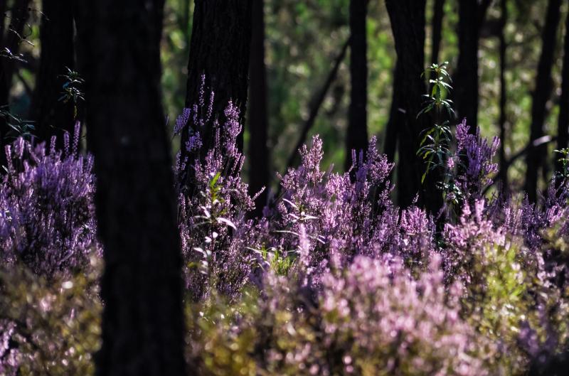 Suaimhneas sna Coillte is back in county Tipperary in August