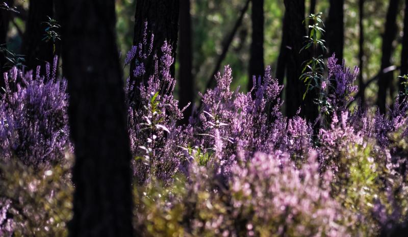 Three-day August Wellness Festival will showcase the beauty of Tipperary