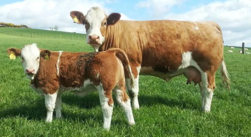 Cows