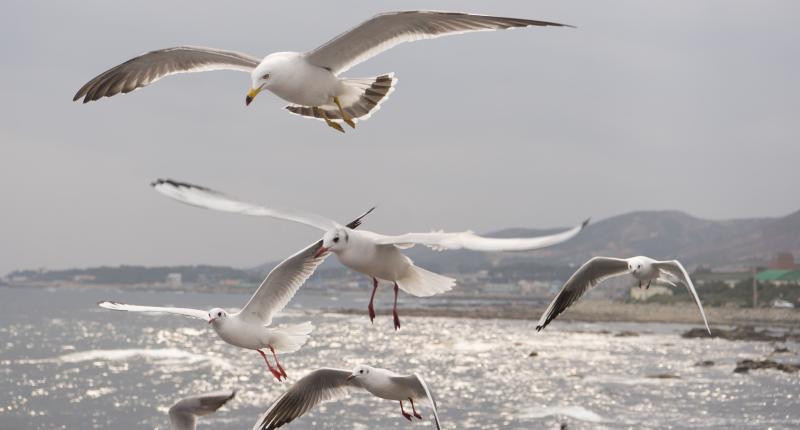 Concerns over record levels of Bird Flu as millions of birds are culled
