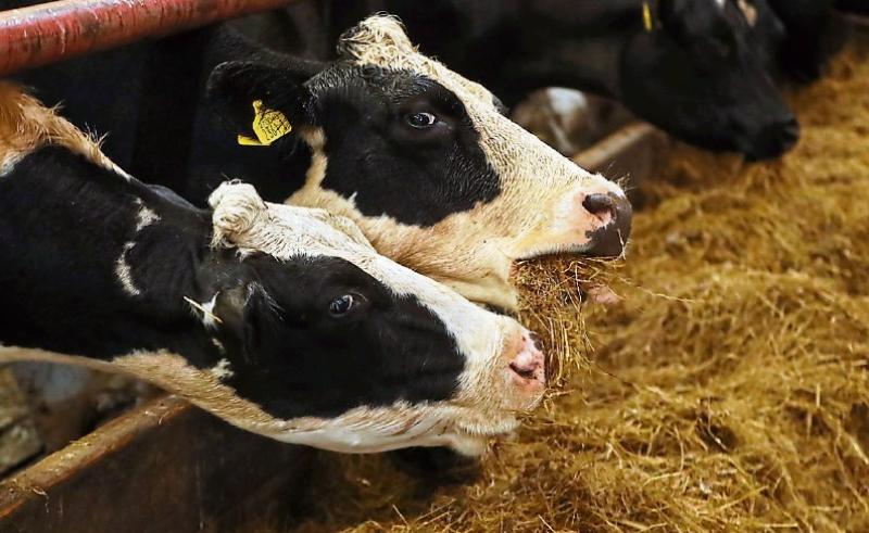€30 million Fodder Support Scheme launched to help farm families