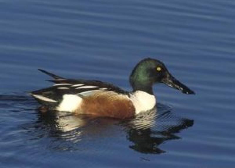 The story of the Shoveler