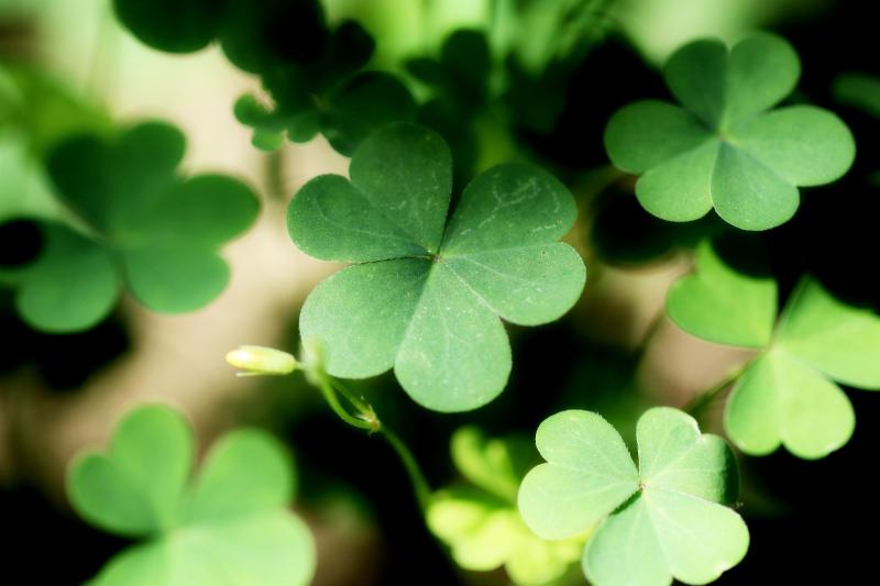 Organisers of controversial St Patrick's Day float depicting late Carlow pensioner issue apology
