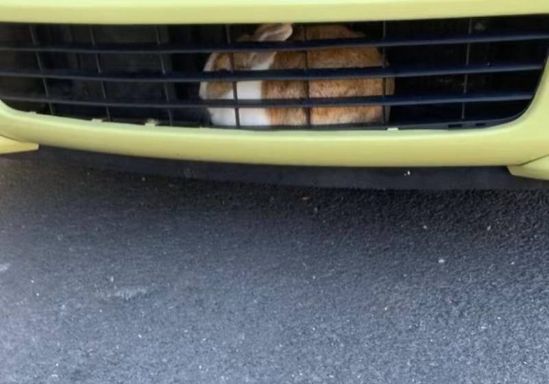 Rabbit gets a 'grilling' from Gardaí after getting stuck in vehicle