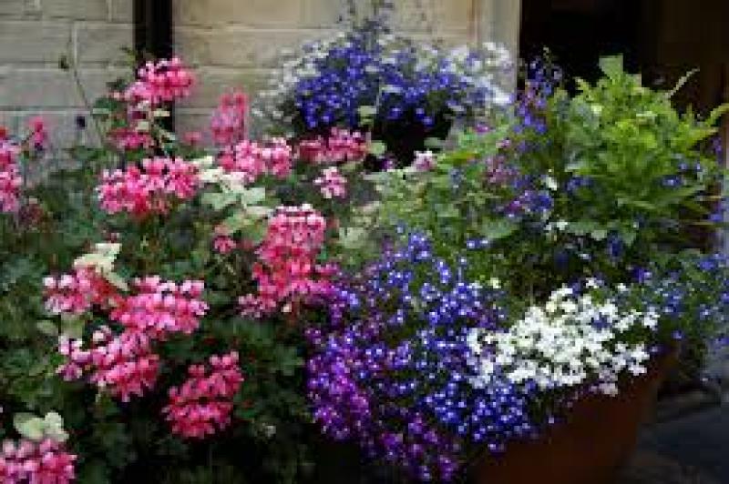 Horticultural Society is preparing for flower show in Tipperary