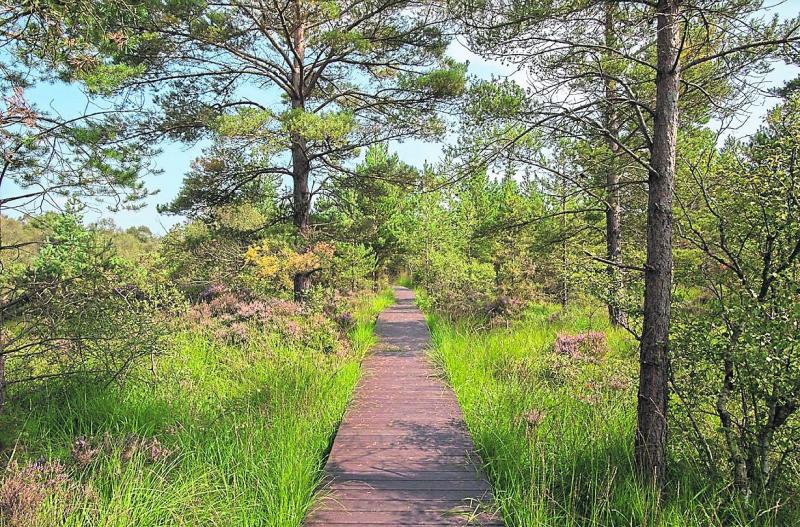Tipperary walking club to take a three-hour walk through bogland