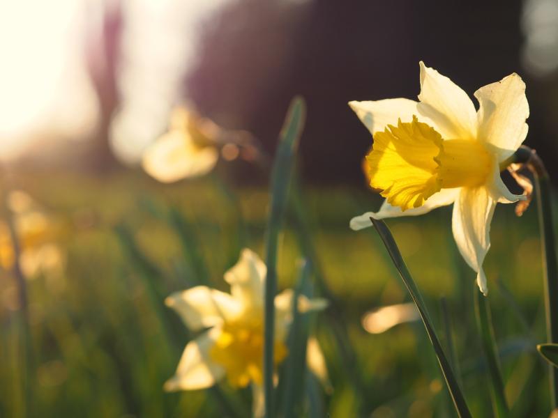 Mullinahone raise over €3,500 at Daffodil Day 5K