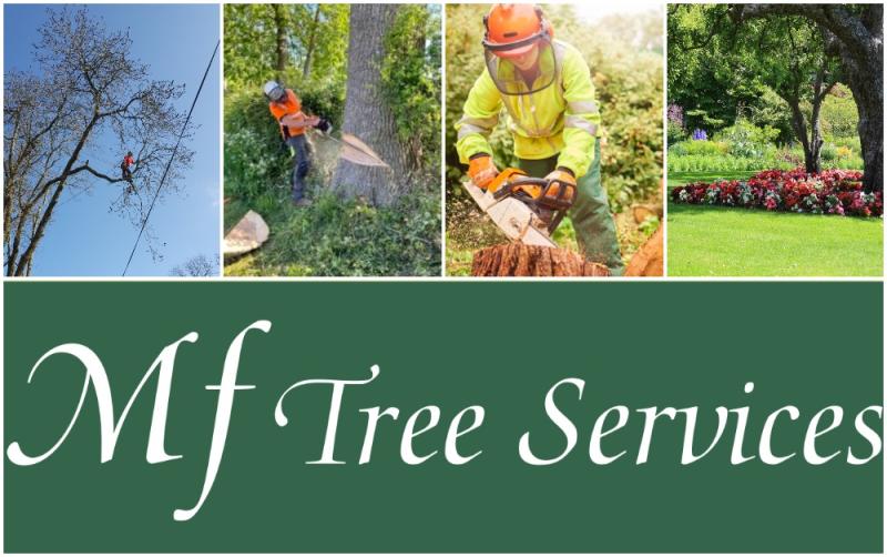 Shed some light on your garden's potential by MF Tree Services