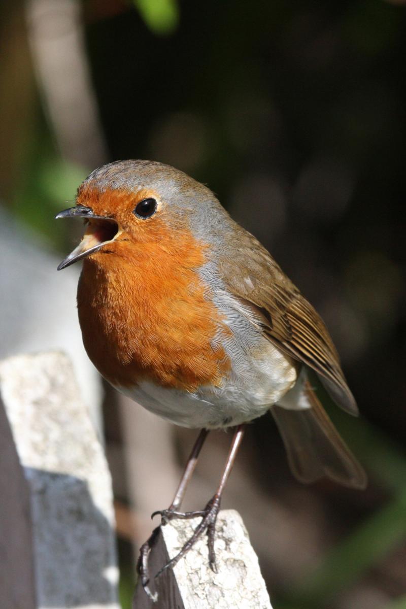 The beautiful twittering song of the beloved robin is heard in almost every month of the year 