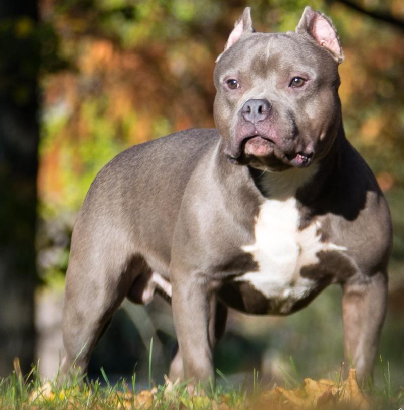 Tipperary dog owner had no leash or licence for American Bully