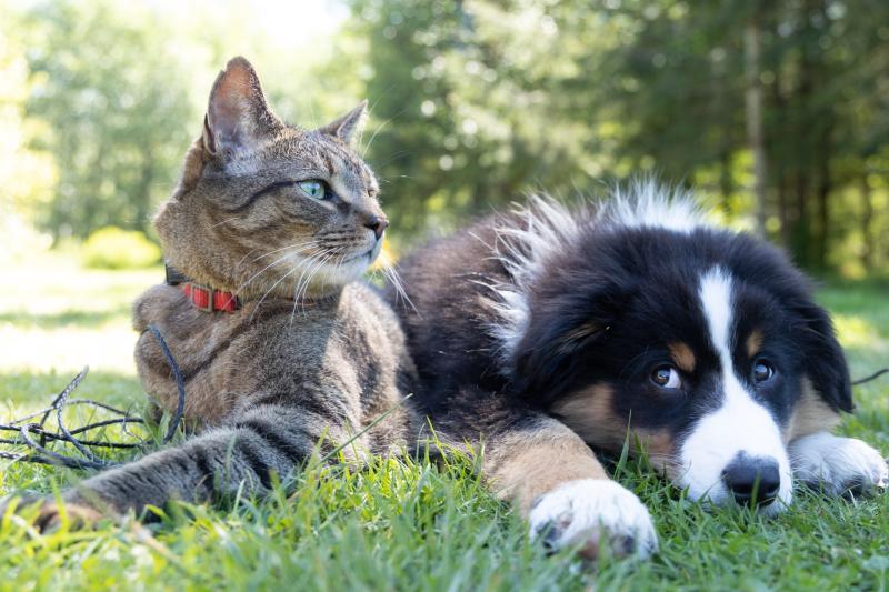 The Haven Rescue are to host their first adoption day since 2020