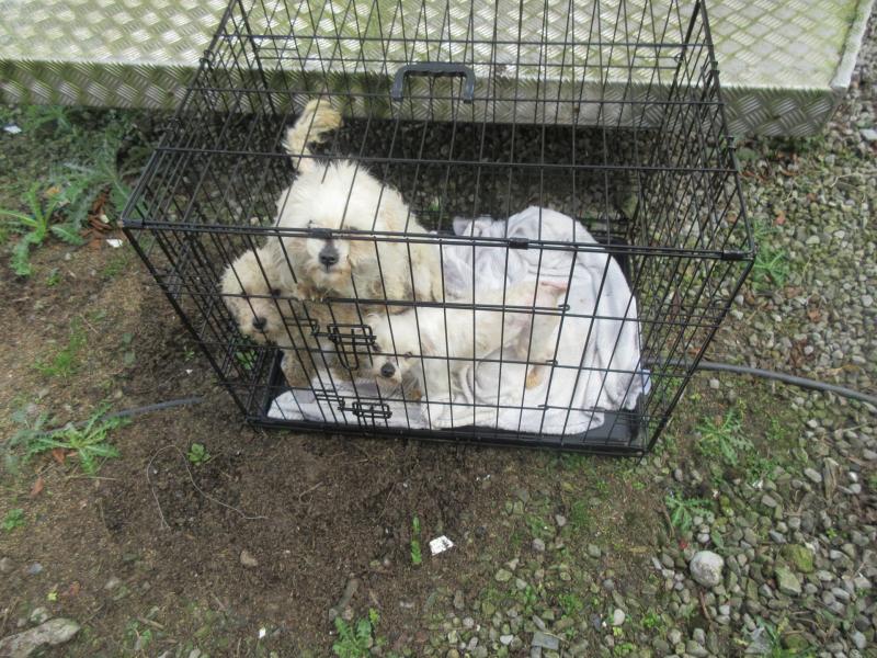 Tipperary woman fined and banned for having dogs following cruelty conviction